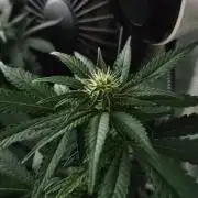Permanent Bluez Izi Seeds