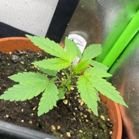Biscotti Zamnesia