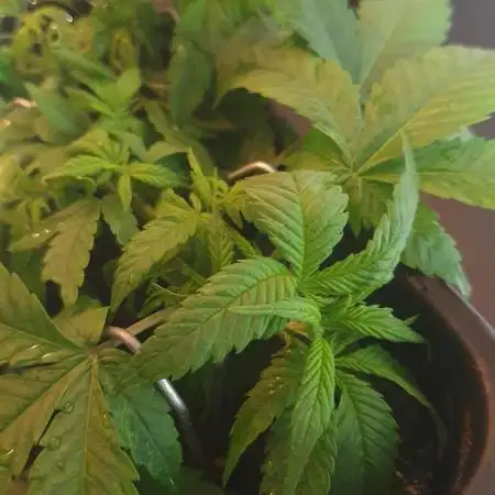 Diablo Delights XL Auto Sweetseeds