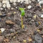 Permanent Jealousy Auto XL Sweetseeds