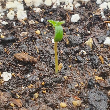 Permanent Jealousy Auto XL Sweetseeds