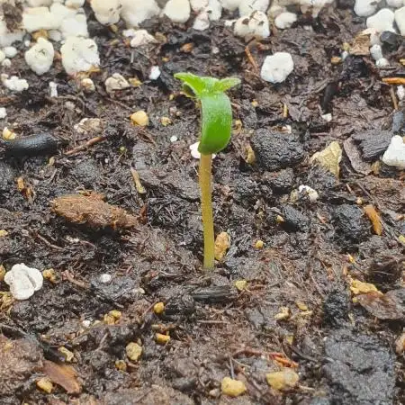 Permanent Jealousy Auto XL Sweetseeds