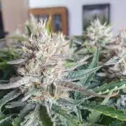 Jelly Donutz Auto Humboldt