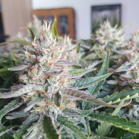 Jelly Donutz Auto Humboldt