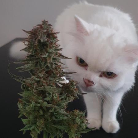 Permanent Jealousy Auto XL Sweetseeds