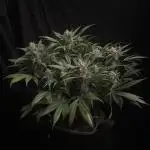 Diablo Delights XL Auto Sweetseeds