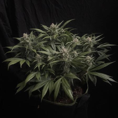 Diablo Delights XL Auto Sweetseeds