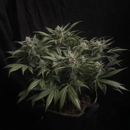 Diablo Delights XL Auto Sweetseeds
