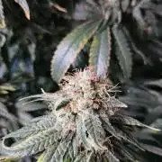 Permanent Bluez Izi Seeds