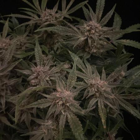 Permanent Jealousy Auto XL Sweetseeds
