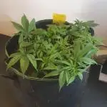 Diablo Delights XL Auto Sweetseeds