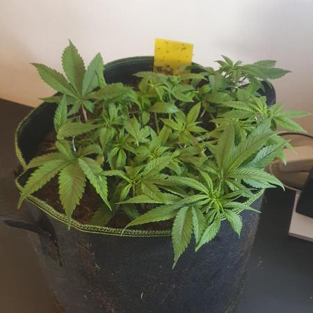 Diablo Delights XL Auto Sweetseeds