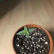 The gassy one SuperSativaSeedClub