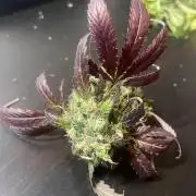 Monster Maker Sweet Seeds