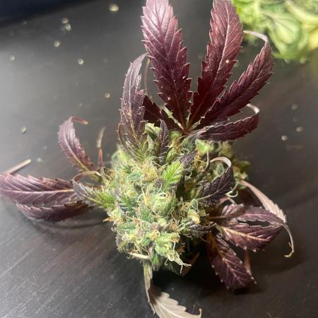 Monster Maker Sweet Seeds