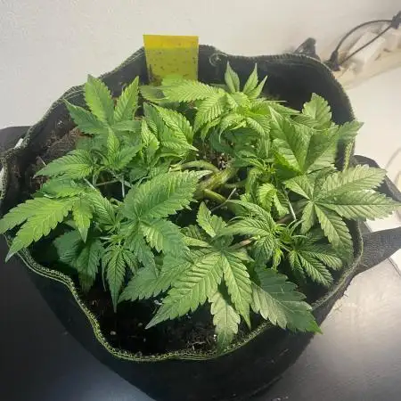 Permanent Jealousy Auto XL Sweetseeds