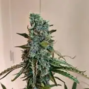FumePop Auto Orginalsensibleseeds