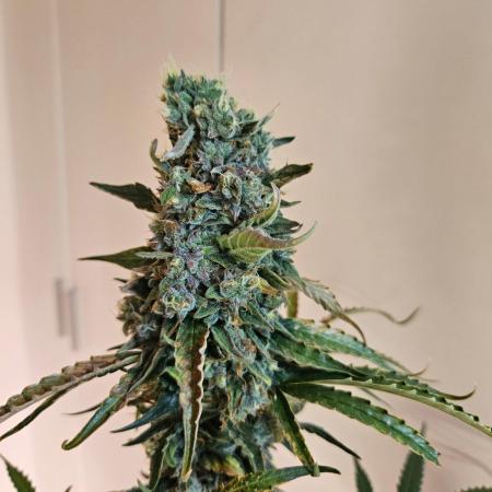 FumePop Auto Orginalsensibleseeds