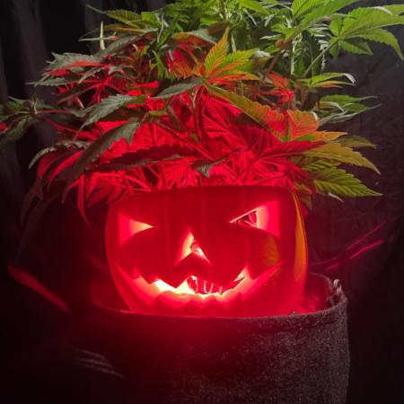 Black Diamond Zamnesia