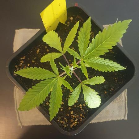 Black Runtz Weedseedsexpress