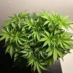 Monster Maker Sweet Seeds