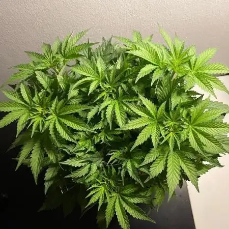Monster Maker Sweet Seeds