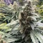 Green Crack F1 Zamnesia