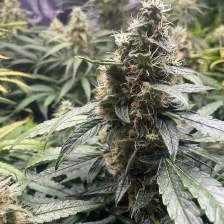 Green Crack F1 Zamnesia