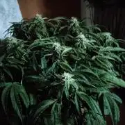 Milkyway F1 Auto RQS