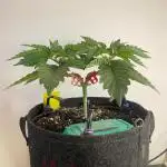 Monster Maker Sweet Seeds