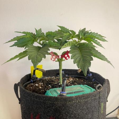 Monster Maker Sweet Seeds