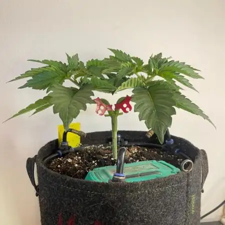 Monster Maker Sweet Seeds