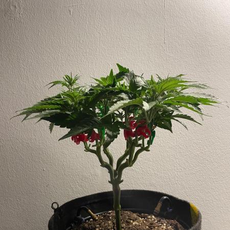Biscotti Zamnesia