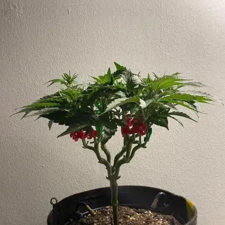 Biscotti Zamnesia