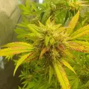 Monster Maker Sweet Seeds