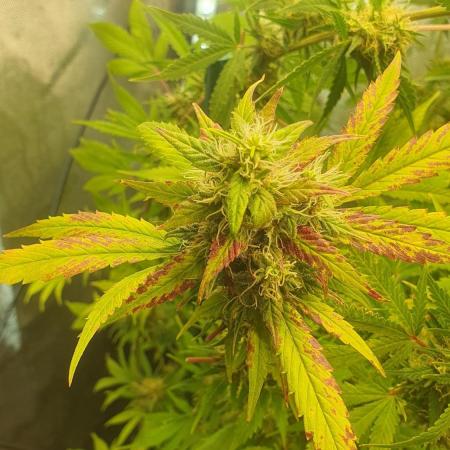 Monster Maker Sweet Seeds