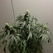 Solar Panel Zamnesia