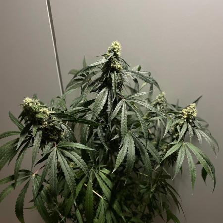 Solar Panel Zamnesia