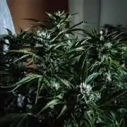 Permanent Marker Autoseeds