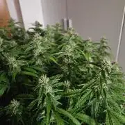 Lemon Cherry Gelato Auto Zamnesia