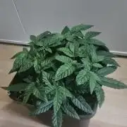 The gassy one SuperSativaSeedClub