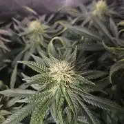 Permanent Bluez Izi Seeds