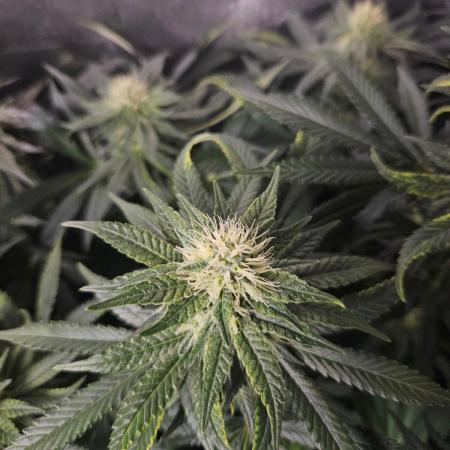 Permanent Bluez Izi Seeds