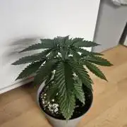 Permanent Bluez Izi Seeds