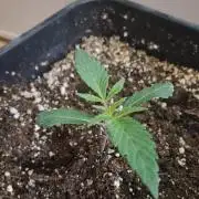 Blue Zushi Dutch Passion