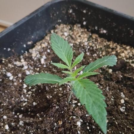 Blue Zushi Dutch Passion