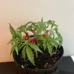 Black Runtz Weedseedsexpress