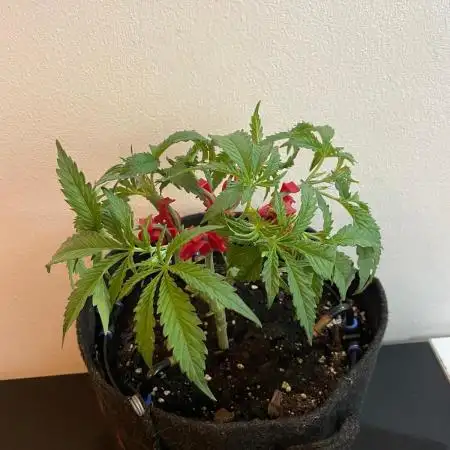 Black Runtz Weedseedsexpress