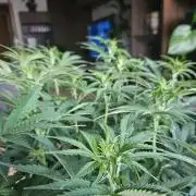 OG Kush Auto Autoseeds