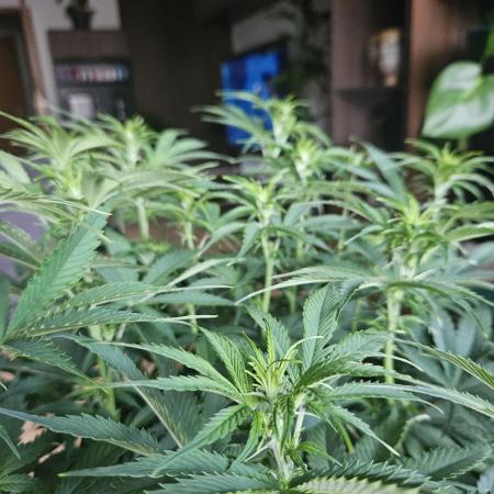 OG Kush Auto Autoseeds